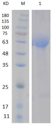 15% SDS-PAGE analysis profiles of purified PA3716-24-568 (CBB stained).